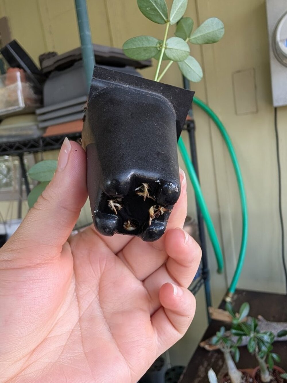 Wild Jungle Peanut (Arachis hypogaea) Live Rooted Starter Plant - Picture 3 of 4